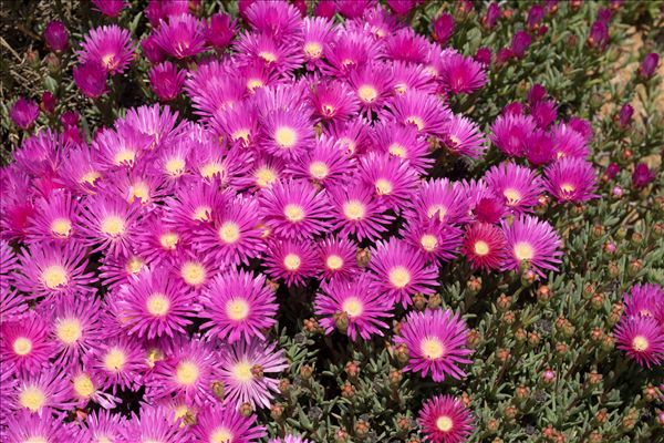 Delosperma cooperi (Hook.f.) L.Bolus