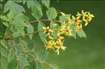 Koelreuteria paniculata Laxm.