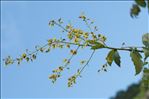 Koelreuteria paniculata Laxm.