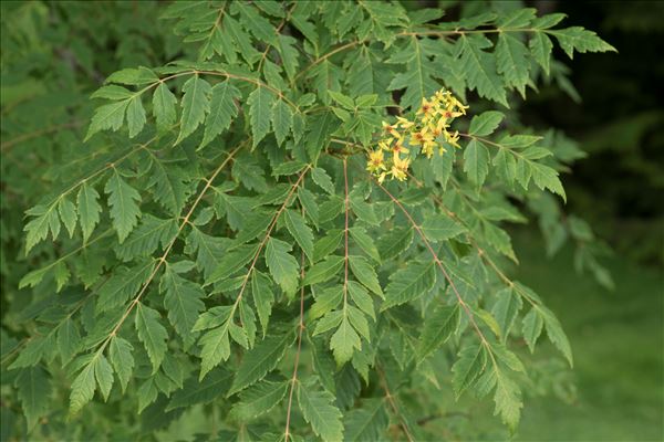 Koelreuteria paniculata Laxm.