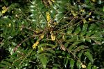 Berberis japonica (Thunb.) R.Br.