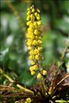 Berberis japonica (Thunb.) R.Br.