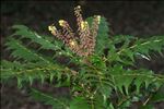 Berberis japonica (Thunb.) R.Br.