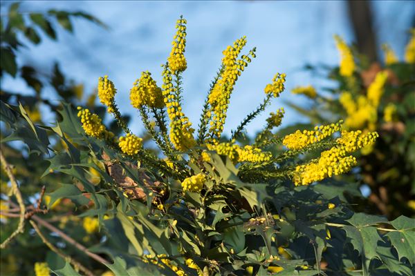 Berberis japonica (Thunb.) R.Br.