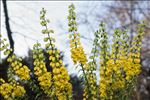 Berberis japonica (Thunb.) R.Br.