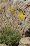 Papaver alpinum subsp. alpinum var. aurantiacum (Loisel.) B.Bock