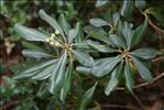 Pittosporum tobira (Thunb.) W.T.Aiton