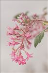 Ribes sanguineum Pursh