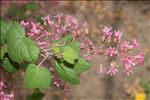 Ribes sanguineum Pursh