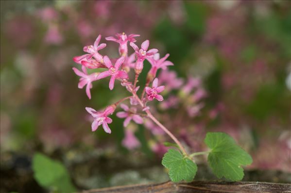 Ribes sanguineum Pursh