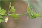 Salpichroa origanifolia (Lam.) Baill.