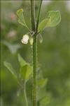 Salpichroa origanifolia (Lam.) Baill.