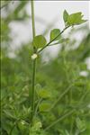 Salpichroa origanifolia (Lam.) Baill.