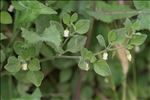 Salpichroa origanifolia (Lam.) Baill.