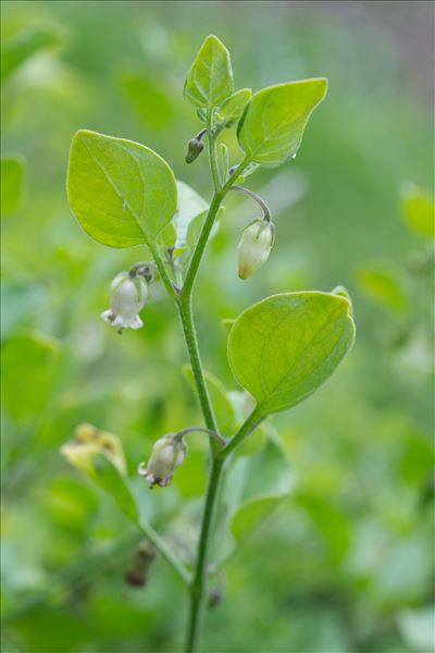 Salpichroa origanifolia (Lam.) Baill.