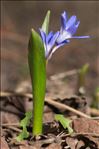 Scilla luciliae (Boiss.) Speta