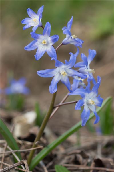 Scilla luciliae (Boiss.) Speta