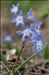 Scilla luciliae (Boiss.) Speta