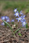 Scilla luciliae (Boiss.) Speta