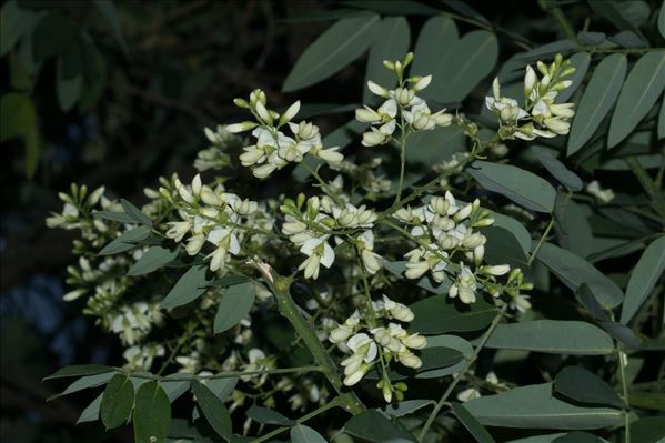 Sophora japonica L.