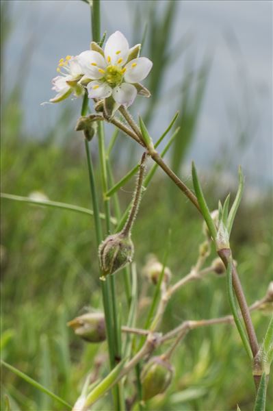 Spergula bocconei (Scheele) Pedersen