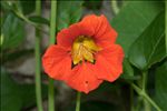 Tropaeolum majus L.