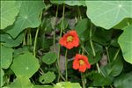 Tropaeolum majus L.
