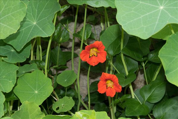Tropaeolum majus L.