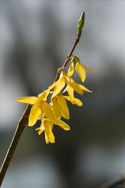 Forsythia ×intermedia Zabel