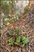 Pyrola rotundifolia L. var. rotundifolia