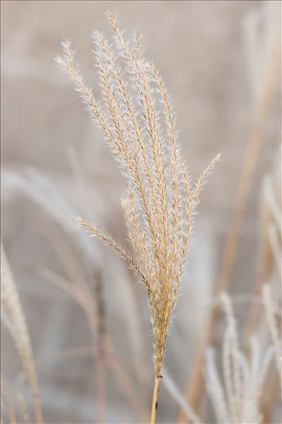 Miscanthus sinensis Andersson