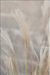 Miscanthus sinensis Andersson