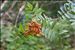 Sorbus aucuparia L. subsp. aucuparia