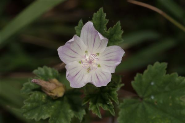 Malva neglecta Wallr.