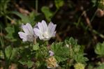 Malva neglecta Wallr.