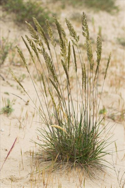 Koeleria glauca (Spreng.) DC.