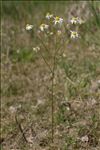 Matricaria chamomilla L.