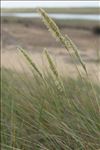 Ammophila arenaria (L.) Link subsp. arenaria