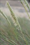 Ammophila arenaria (L.) Link subsp. arenaria