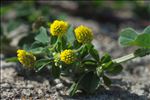 Medicago lupulina L.