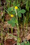 Medicago lupulina L.