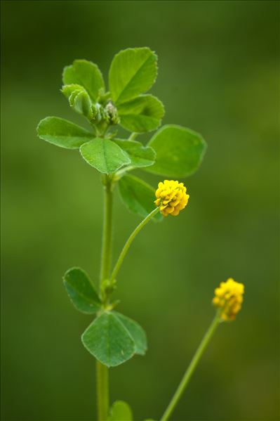 Medicago lupulina L.