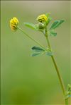 Medicago lupulina L.