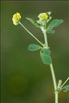 Medicago lupulina L.