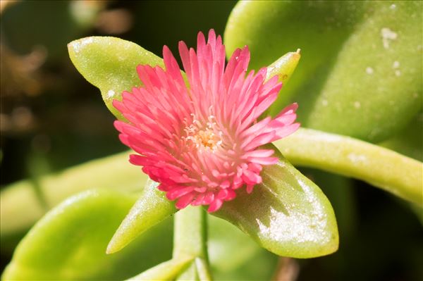 Aptenia cordifolia (L.f.) Schwantes