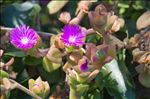 Aptenia cordifolia (L.f.) Schwantes