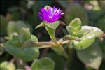 Aptenia cordifolia (L.f.) Schwantes