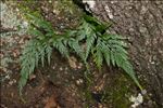 Asplenium onopteris L.