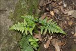 Asplenium onopteris L.