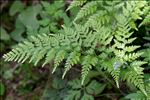 Asplenium onopteris L.